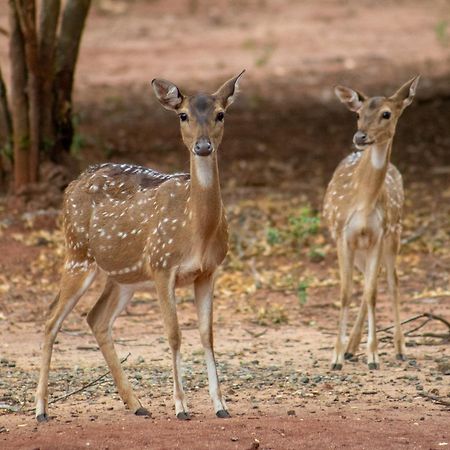 Yala Eco Bush Camp Exterior foto